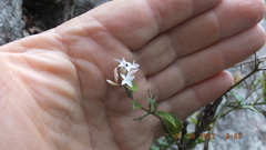 Carissa bispinosa zambesiensis
