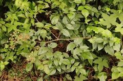Rubus pinnatus