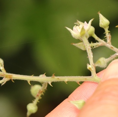 Rubus pinnatus