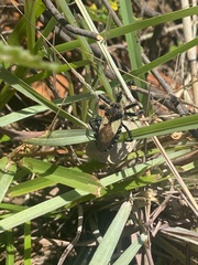 Apiomerus