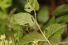 Rubus pinnatus