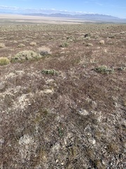 Cymopterus globosus