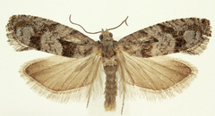 Pseudexentera vaccinii