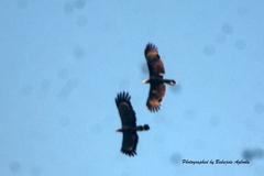 Polyboroides typus pectoralis