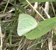 Catopsilia florella