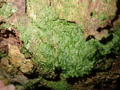 Metzgeria furcata