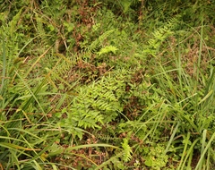 Cheilanthes viridis viridis