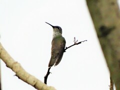 Saucerottia cyanocephala