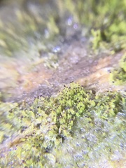 Crossocalyx hellerianus