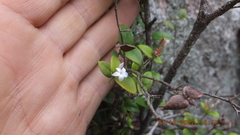 Carissa bispinosa zambesiensis