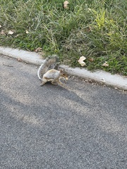 Sciurus carolinensis