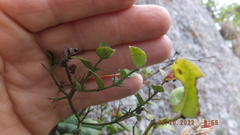 Carissa bispinosa zambesiensis