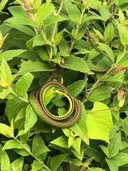 Leptophis diplotropis