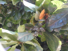 Terminalia catappa