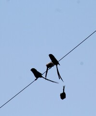 Lanius melanoleucus