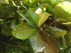 Terminalia catappa
