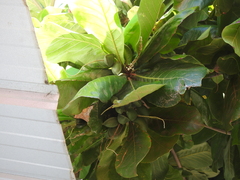 Terminalia catappa