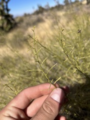 Ambrosia salsola
