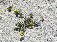 Senecio maritimus