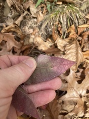 Symphyotrichum undulatum