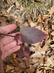 Symphyotrichum undulatum