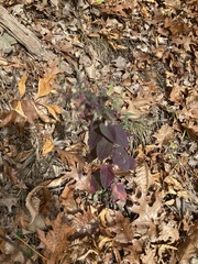 Symphyotrichum undulatum