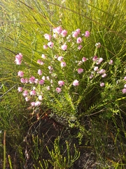 Erica spumosa