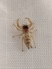 Hentzia mitrata