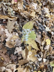 Eurybia divaricata
