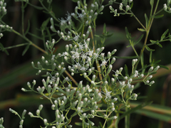 Eupatorium hyssopifolium