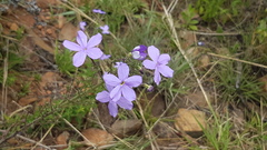 Jamesbrittenia grandiflora