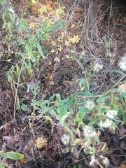 Symphyotrichum novi-belgii