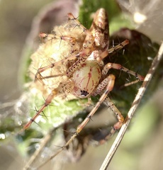 Peucetia viridans