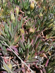 Carpobrotus