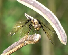 Palpopleura