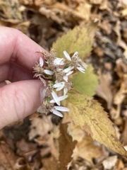 Eurybia divaricata