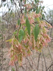 Ruprechtia laxiflora