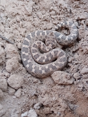 Bothrops ammodytoides