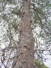 Ruprechtia laxiflora