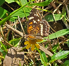 Anthanassa texana seminole