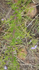 Jamesbrittenia grandiflora