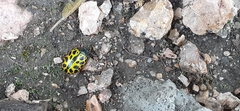 Calligrapha polyspila