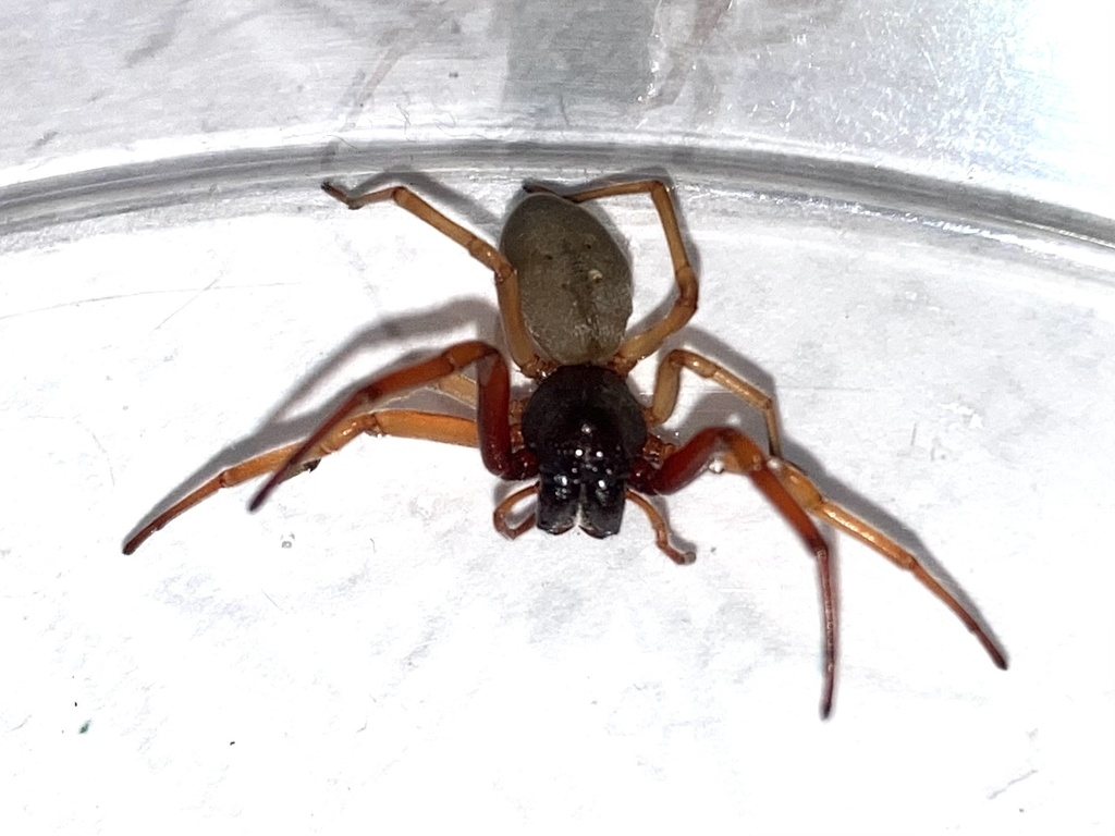 Broad faced sac spider from murray state university murray ky us on