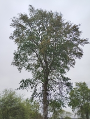 Ruprechtia laxiflora