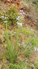 Jamesbrittenia grandiflora