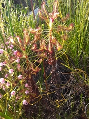 Drosera glabripes