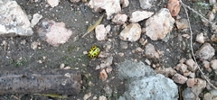 Calligrapha polyspila