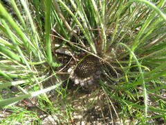 Protea scorzonerifolia