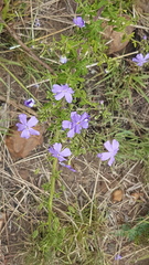 Jamesbrittenia grandiflora