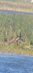 Anhinga rufa rufa